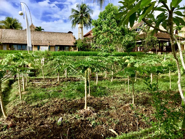 Vegetables Patch at Wapa di Ume