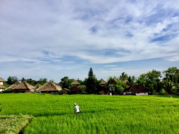 Rice field worker in Ubud