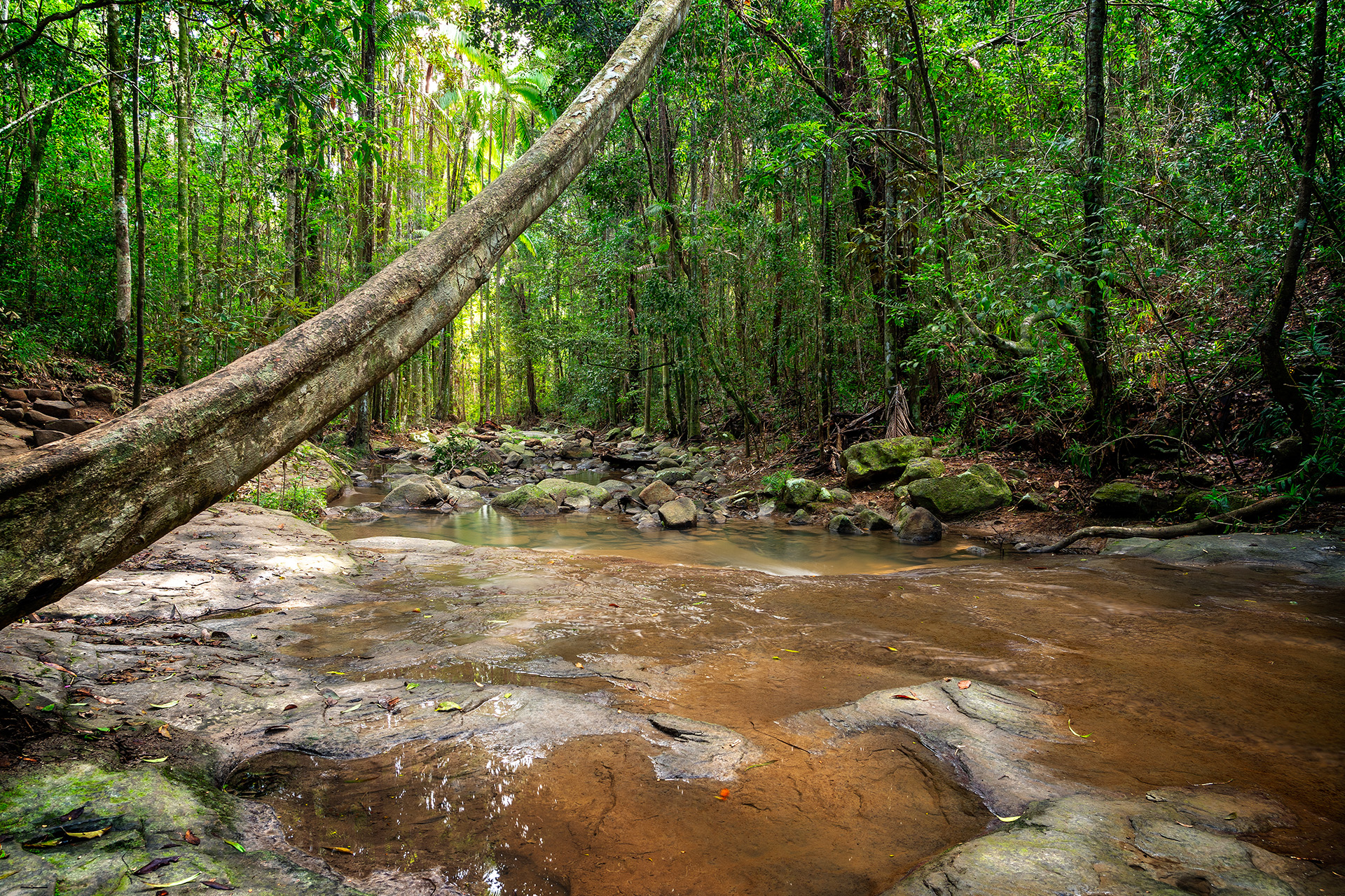 Buderim Forest Park 