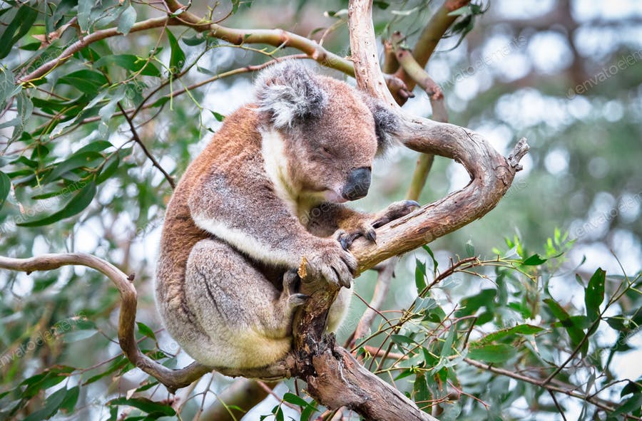 Save Australia, Koala